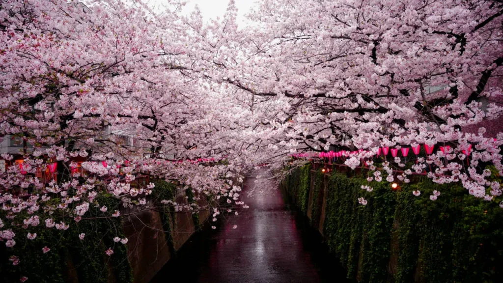 musim sakura di jepun
